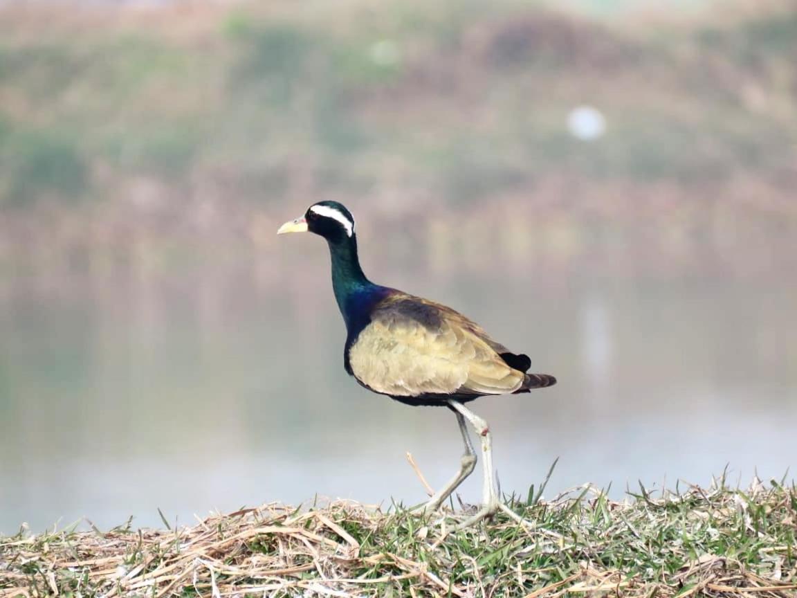 Ibishouse Farm Stay Bharatpur Zewnętrze zdjęcie