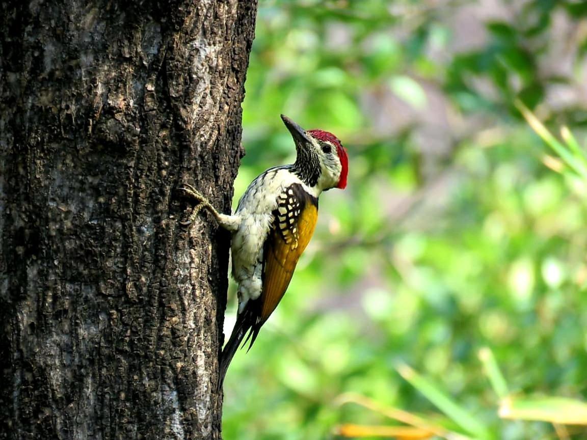 Ibishouse Farm Stay Bharatpur Zewnętrze zdjęcie
