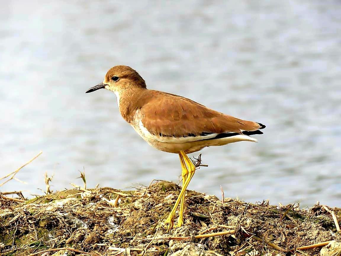 Ibishouse Farm Stay Bharatpur Zewnętrze zdjęcie