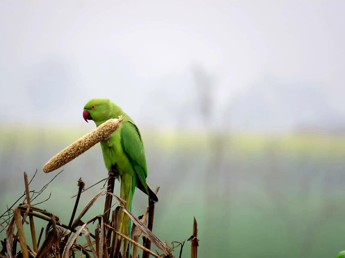 Ibishouse Farm Stay Bharatpur Zewnętrze zdjęcie