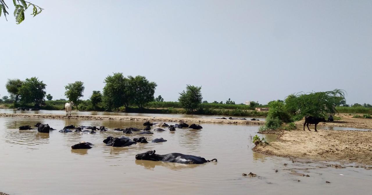 Ibishouse Farm Stay Bharatpur Zewnętrze zdjęcie