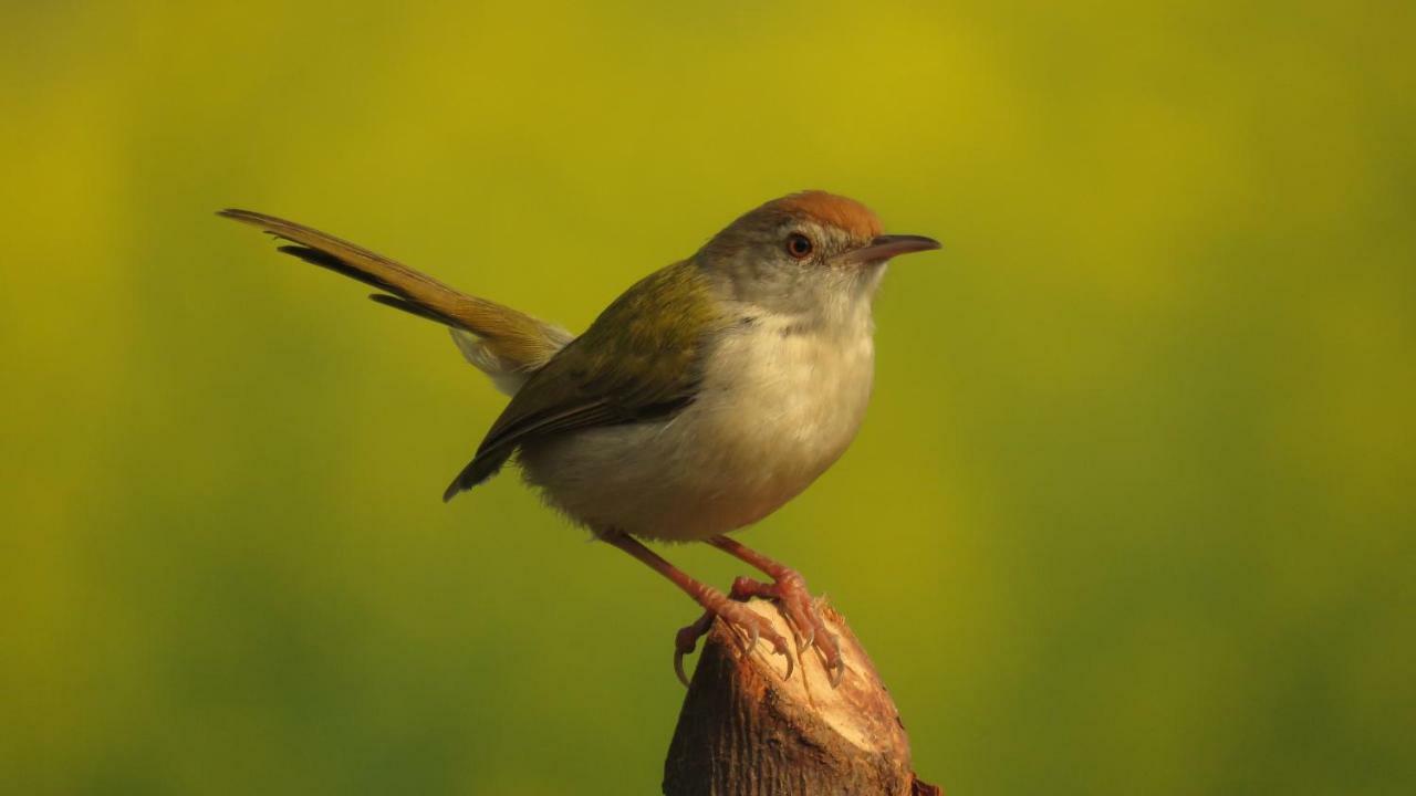 Ibishouse Farm Stay Bharatpur Zewnętrze zdjęcie