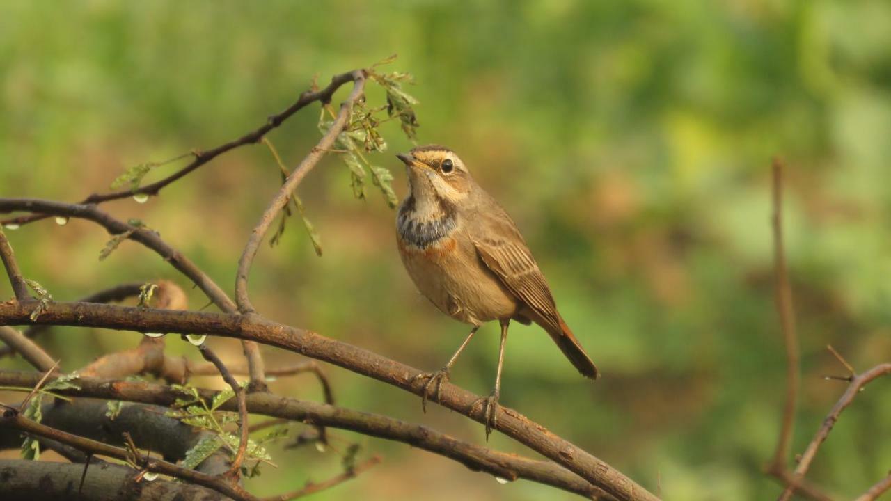 Ibishouse Farm Stay Bharatpur Zewnętrze zdjęcie