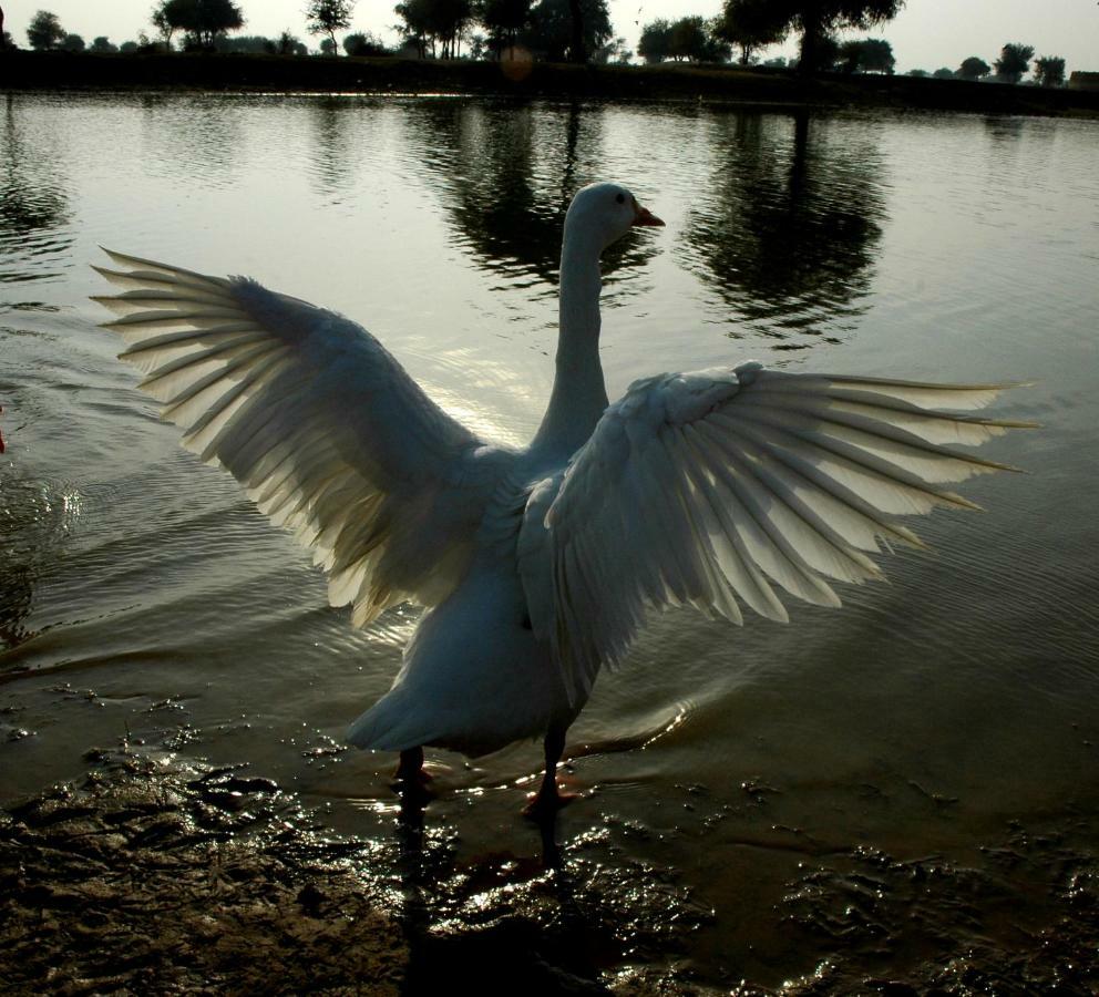 Ibishouse Farm Stay Bharatpur Zewnętrze zdjęcie
