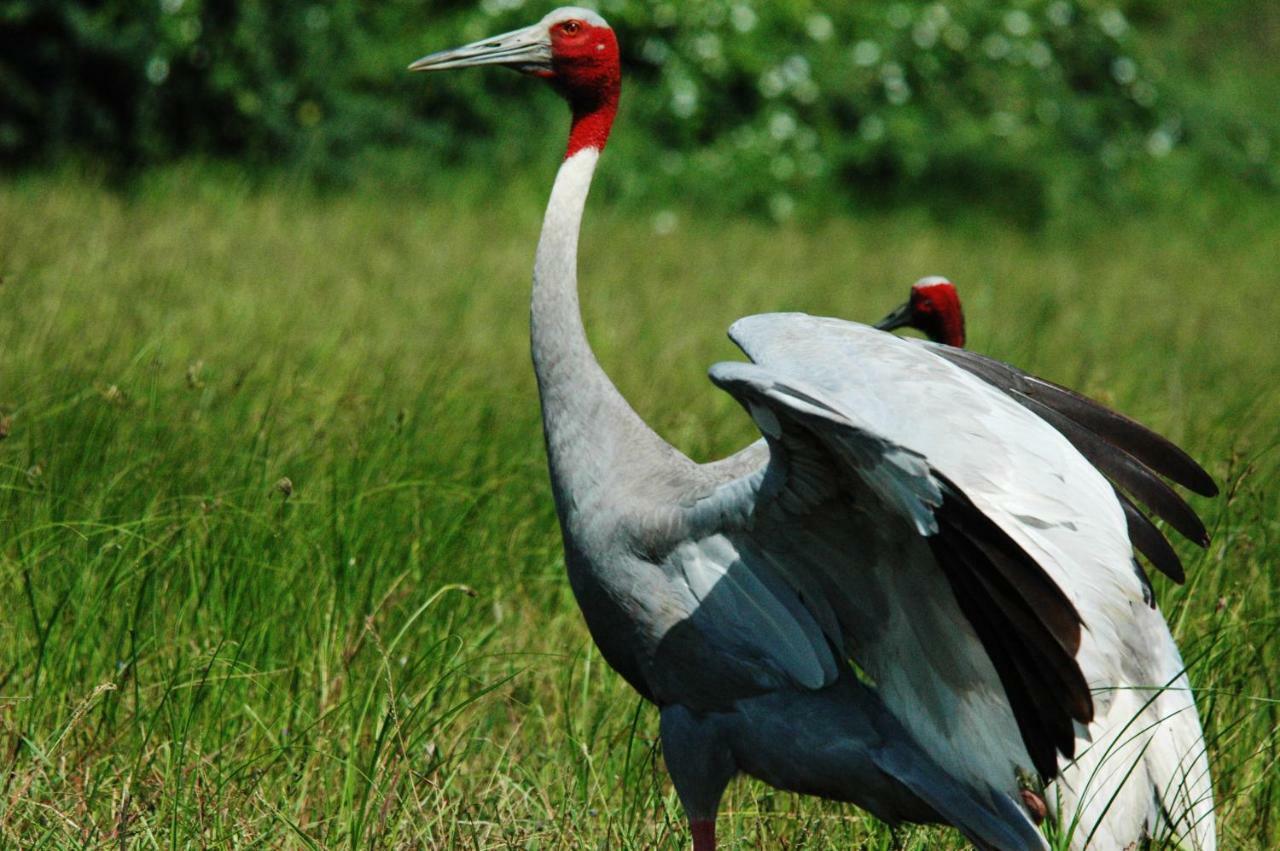 Ibishouse Farm Stay Bharatpur Zewnętrze zdjęcie