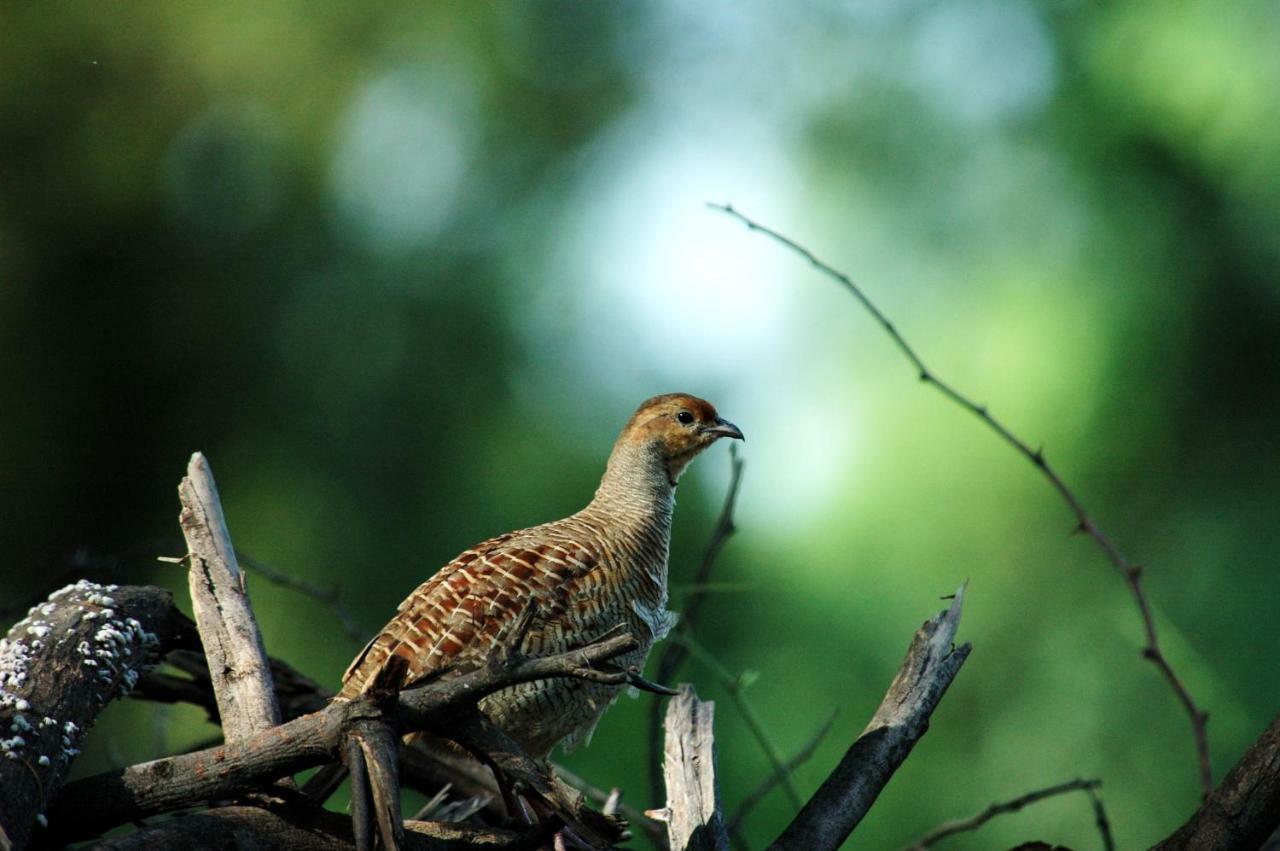Ibishouse Farm Stay Bharatpur Zewnętrze zdjęcie