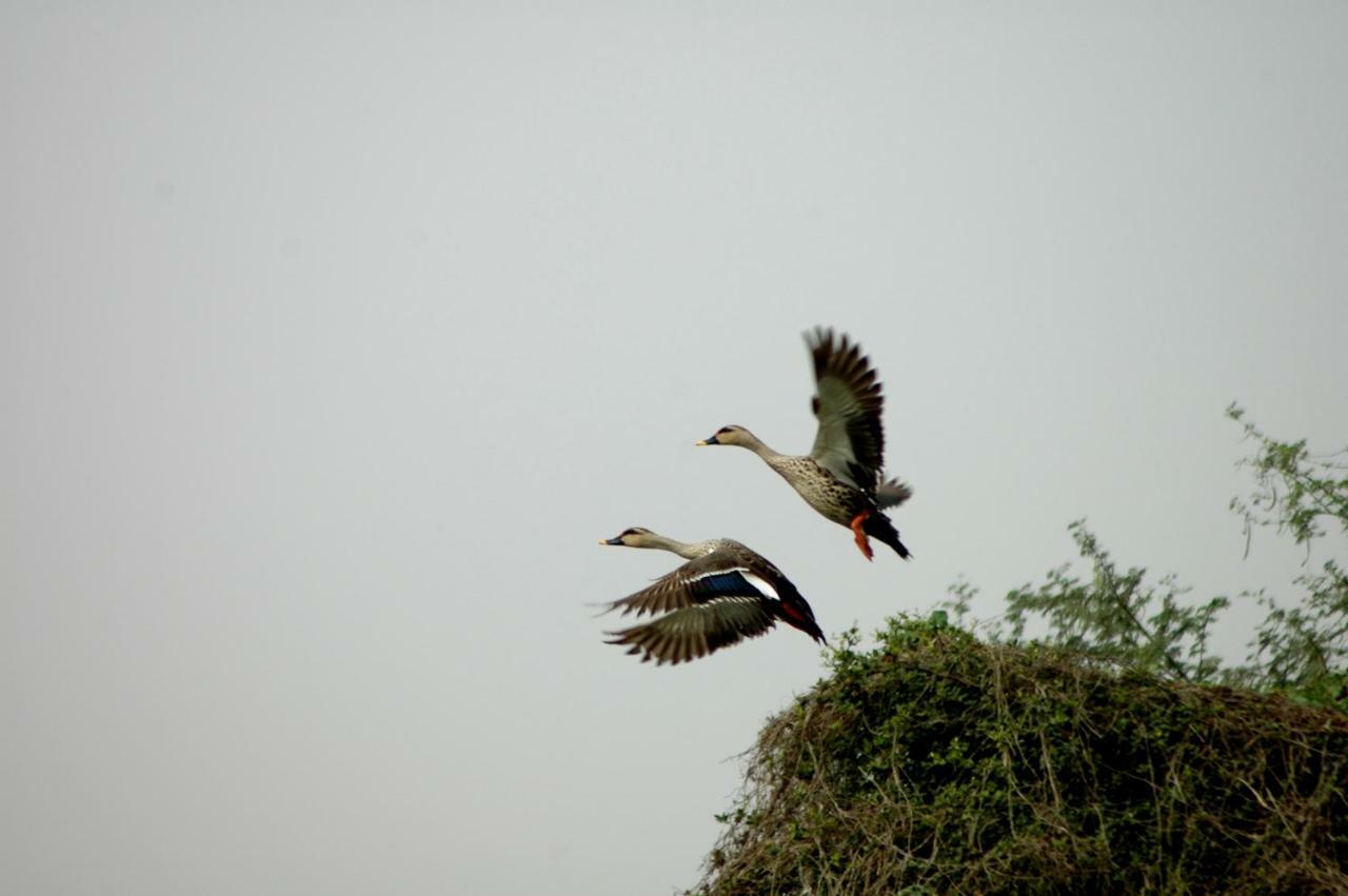Ibishouse Farm Stay Bharatpur Zewnętrze zdjęcie